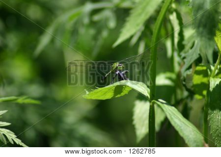 dragonfly
