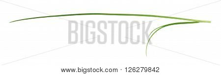 Green onion scallions isolated over the white background