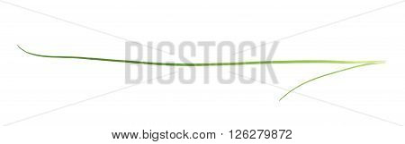 Green onion scallions isolated over the white background