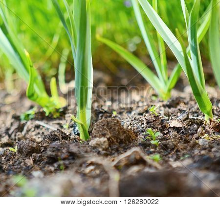 Young green garlic seedlings growing at spring time from earth. Garlic seedlings. Green garlic. Garlic in garden. Garlic plantation.  Growing garlic. Garlic closeup. Garlic plant.
** Note: Shallow depth of field