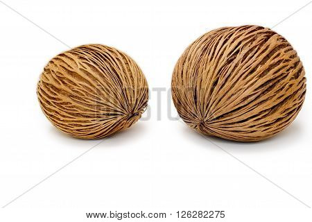 Pong pong seed or OthalangaCerbera oddloam's seed on white background