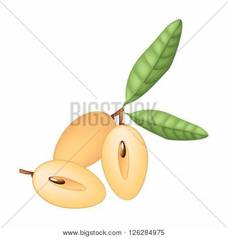 Illustration of Whole and Half Sapodilla Fruits Isolated on A White Background..