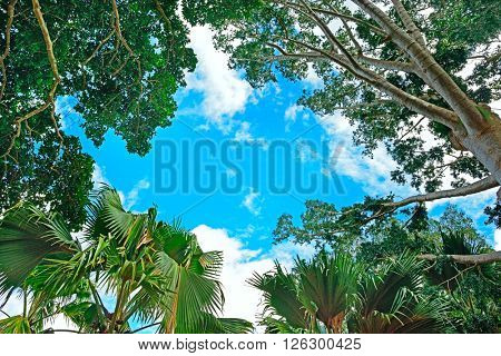 Background of branches of trees and sky