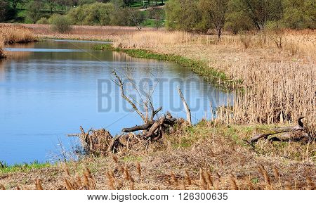 narrow river with marshy coast with reed and old wooden snags