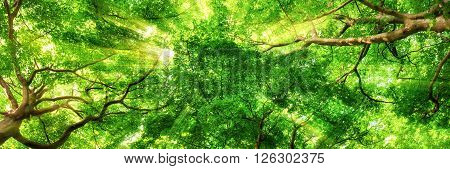 Sunrays shining through green leaves of high treetops in a beech forest panorama format