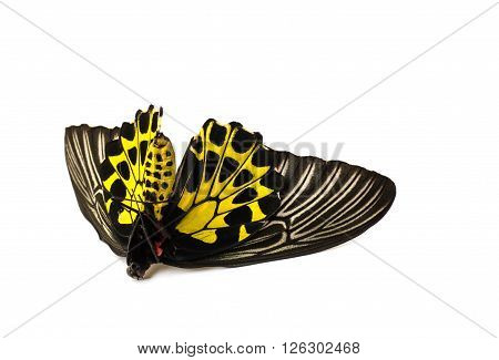 Butterflys Staff.
