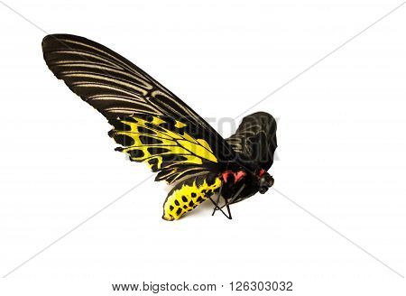 Butterflys Staff.