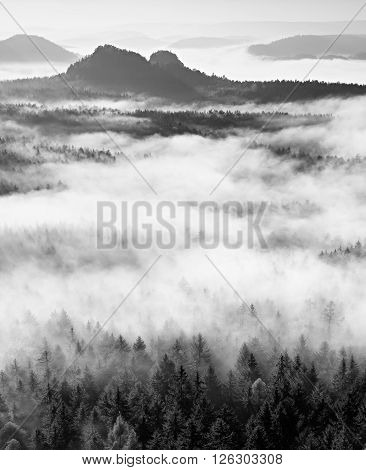 Famous Spring Weather  In Nauture  Within Inversion. Treetops Increased From Creamy Fog.