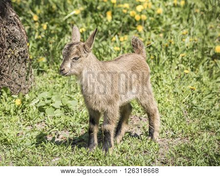 Little goatling on the spring meadow . Apri l, 2016
