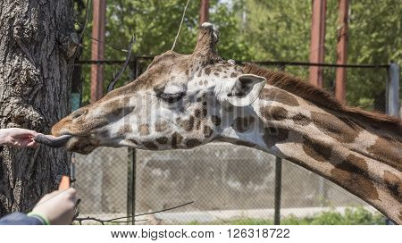 Feeding giraffe sweet carrots . Apri l, 2016