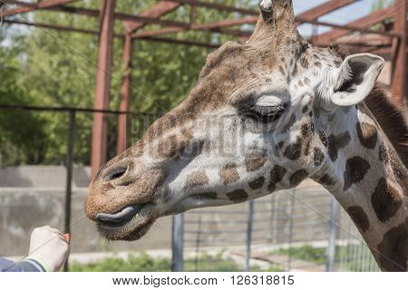 Feeding giraffe sweet carrots . Apri l, 2016