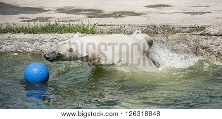 Happy polar bear swims . Apri l, 2016