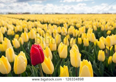 One pigheaded red tulip blooming on the edge of a Dutch field with only yellow tulip flowers. It is a sunny day at the beginning of the spring season.
