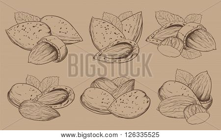 Almond on light brown background. Almond seeds. Engraved raster illustration of leaves and nuts of Almond. Isolated almond.
