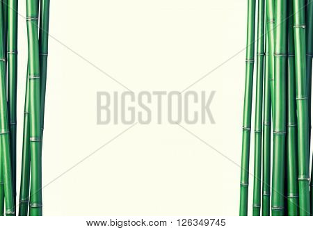 closeup of chinese green bamboo