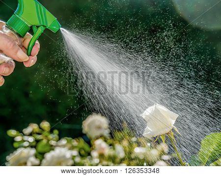 roses are sprayed