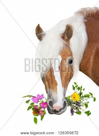 Beautiful Haflinger Horse With Natural Herbs In Her Mouth