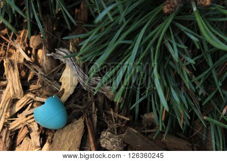 A blue robin's egg on the forest floor with pine needles.