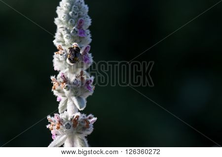 macro shot of a bumblebee collecting pollen from a flower.  with copyspace