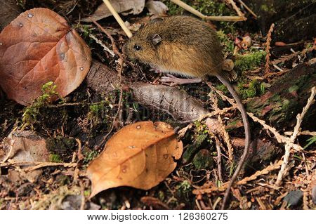 A small brown mouse on the forest floor with leaves.