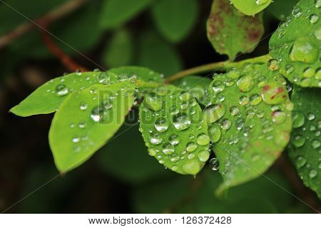 Closeup of dewdrops on leaves in a forest.
** Note: Shallow depth of field