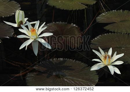 Lily pads and flowers floating on the water.