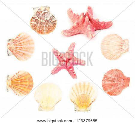 Sea shells isolated on a white collage