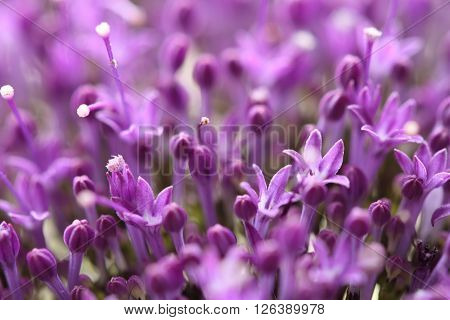 Beautiful  nature background with violet flowers  in soft focus.
** Note: Shallow depth of field