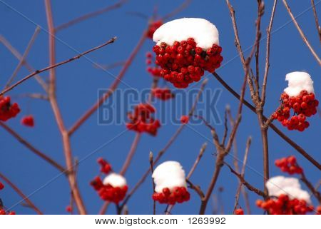 Ashberry