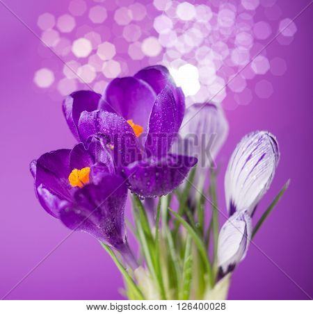 Beautiful purple crocus flowers on a purple background with bokeh