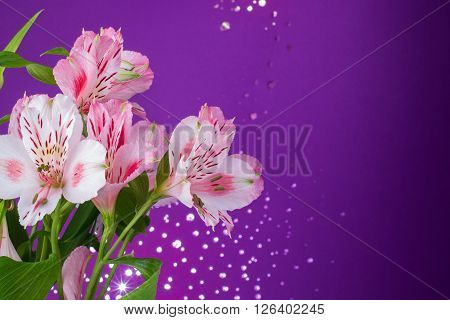 Beautiful delicate bouquet of flowers alstroemeria on a purple background with bokeh