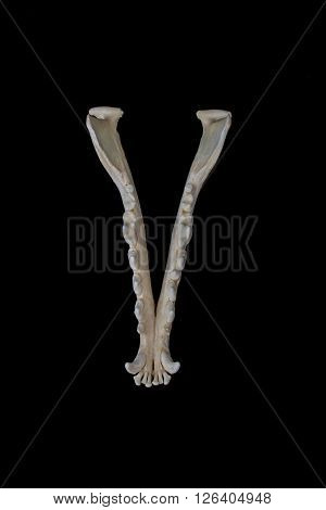 Fox Skull