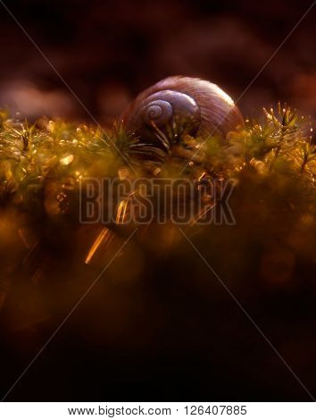 Empty Snail Shell Lying On Ground
