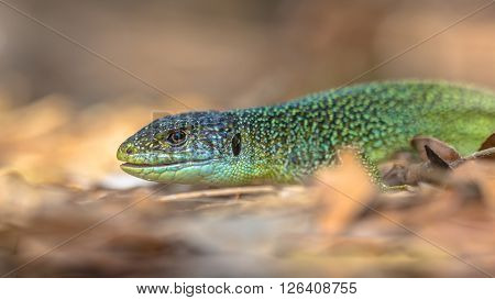 Head Of Eastern European Green Lizard