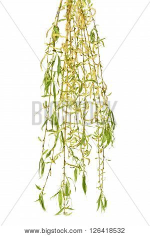 Young branches of willow with catkins on a white background.
Several sprigs of spring willow catkins. Spring.