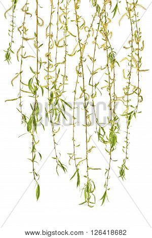 Young branches of willow with catkins on a white background.
Several sprigs of spring willow catkins. Spring.