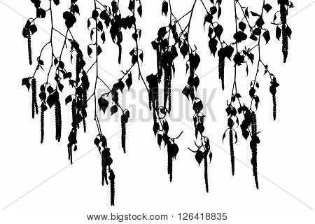 Silhouettes of birch twigs with catkins on a white background.
Several Spring birch twigs with catkins. Spring.