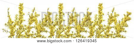 Twigs of forsythia with yellow flowers on a white background.
Beautifully blooming forsythia in early spring.