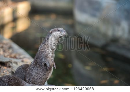 Group of brown asian small clawed otters