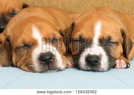 Picture of Cute amstaff puppy. One month old