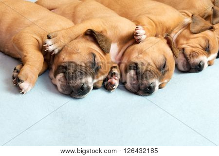 Picture of Cute amstaff puppy. One month old