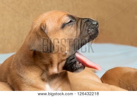 Picture of Cute amstaff puppy. One month old