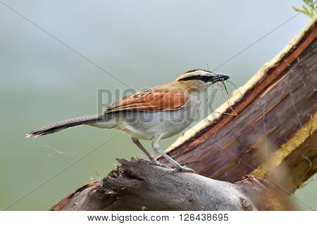The black-crowned tchagra (Tchagra senegala) in natural habitat