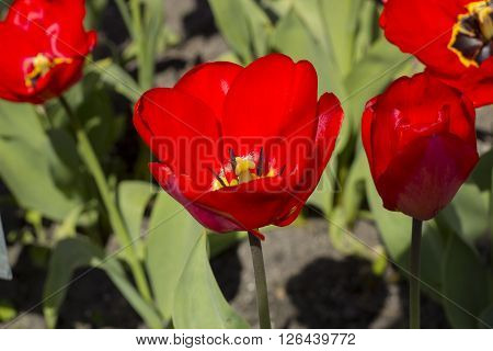 Red tulips in the botanical garden, spring time