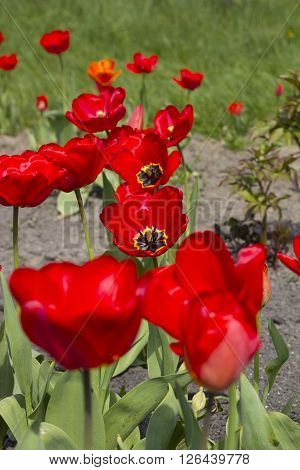 beautiful red tulips in the botanical garden, spring time