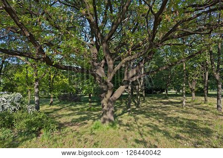 Tree in the springtime / Old tree with big branches, situated in the park, giving light shadow