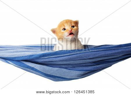 Red kitten in a hammock. Cute orange kitten in a blue hammock having rest, relax isolated at white background. Adorable sad pet. Small heartwarming kitten. Little cat. Animal isolated. High key