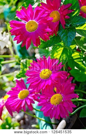 Feverfew crimson flowers on a background of green foliage