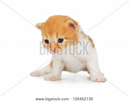 Cute orange red and white kitten. Cute serious kitten 2 weeks old, creeping isolated at white background. Adorable pet. Small heartwarming kitten. Little cat. Closeup isolated. High key