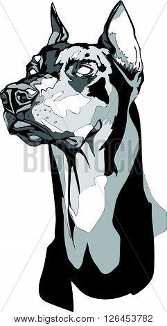 Vector black and white illustration of a Dobermann Pinscher head in tattoo style.